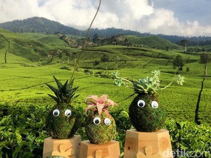 Planter Craft, Lumut Yang Menghasilkan Puluhan Juta Rupiah