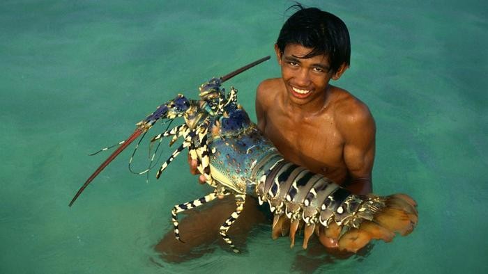 fakta menarik tentang lobster
