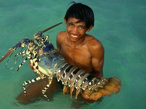 Disebut Bisa Abadi, Ini Masa Hidup Lobster yang Sebenarnya