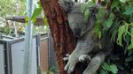 Ketemu Darwin, Si Tukang Tidur dari Australia