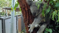 Sepanjang hidupnya, koala hanya memakan daun eucalyptus. Jika dihitung-hitung, koala akan menghabiskan 3/4 lebih dari masa hidupnya hanya untuk tidur. Waktu untuk berkembang biak pun akan sangat berkurang, sehingga tingkat pertumbuhan populasi koala cukup rendah dibanding hewan lainnya (Wahyu/detikTravel)