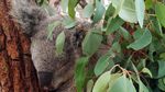 Ketemu Darwin, Si Tukang Tidur dari Australia