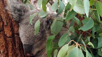 Kalau sudah tidur, koala tidak akan berubah posisi. Dalam posisi ini dia sudah merasa paling nyaman untuk tidur. Jangan salah, dengan posisi tidur seperti ini koala tidak akan terjatuh karena dia mencengkeram pohon dengan kuat (Wahyu/detikTravel)
