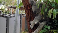 Mari berkenalan dengan Darwin, koala jantan yang tinggal di Kebun Binatang Taronga, Sydney. Koala satu ini benar-benar hobi tidur. Dalam sehari dia bisa tidur 18-20 jam sehari (Wahyu/detikTravel)