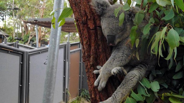 Ketemu Darwin, Si Tukang Tidur dari Australia