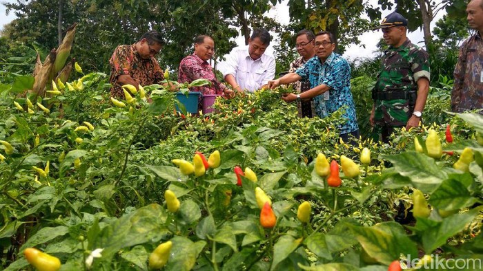 Panen cabai rawit di Tuban, Jawa Timur