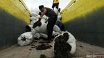 Pencemaran Air Laut Kurangi Kualitas Rumput Laut
