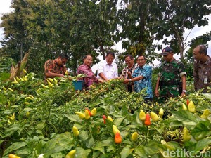 Ubah Pola Tanam Cabai, Kementan: Direncanakan 3 Bulan Sebelumnya