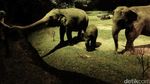 Inilah Night Safari Pertama di Dunia