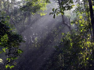 Kasus Mafia Tanah Hutan Lindung Serdang Bedagai Naik ke Penyidikan