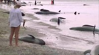 Ratusan paus pilot terdampar di Golden Bay, Selandia Baru. (Reuters TV).