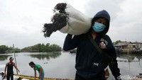 Pekerja melakukan bongkar muat rumput laut jenis grasilaria di Kampung Nelayan Pal Jaya, Segera Jaya, Taruma Jaya, Kabupaten Bekasi, Jawa Barat, Kamis (9/2/2017).