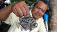 Seorang warga menunjukan ikan yang berhasil dipancing.