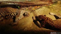 Foto: Satwa yang dapat Anda lihat di lokasi seperti leopard (Neofelis nebulosa), singa Asia (Panthera leo persica), hingga maskot kebun binatang gajah Asia bernama Chawang (Elephus maximus) (Andhika Prasetia/detikTravel)