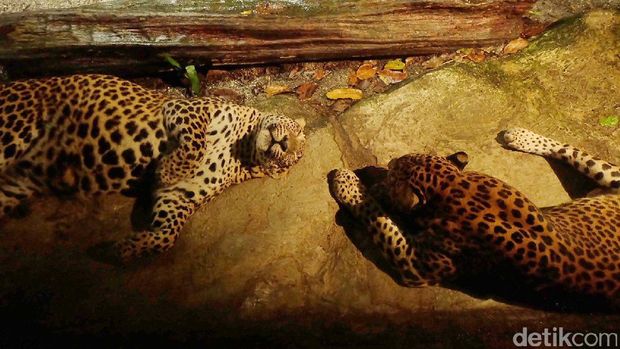 Safari Malam di Singapura, Ngeri-ngeri Seru!