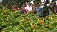 Berapa Harga Ideal Cabai Rawit Di Petani? Kementan: Rp 30.000/Kg