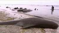 Ini bukan peristiwa pertama paus terdampar di Golden Bay, namun ini merupakan peristiwa terbesar yang pernah terjadi di Golden Bay. (Reuters TV).