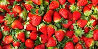 Inikah Strawberry Termahal di Dunia? Per Buah Berharga Rp.290 Ribu!
