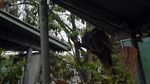 Ketemu Darwin, Si Tukang Tidur dari Australia