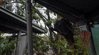 Selain Darwin, masih ada Carmelia dan bayi perempuannya yang bernama Willer. Willer masih berusia 3 bulan, dan masih dalam asuhan ibunya. Tampak Willer tidur menempel di punggung ibunya yang sedang tidur juga (Wahyu/detikTravel)