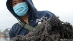 Pencemaran Air Laut Kurangi Kualitas Rumput Laut