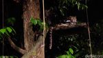 Inilah Night Safari Pertama di Dunia
