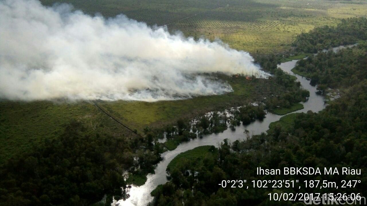 Kawasan gambut di Pelalawan Riau terbakar, Jumat 10 Februari 2017