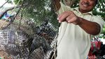 Menjala Ikan di Sungai Penuh Limbah