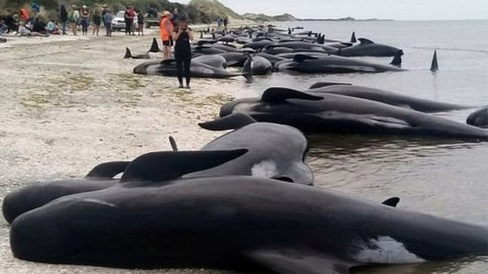 Menyelamatkan 100 Paus Pilot yang Terdampar di Selandia Baru