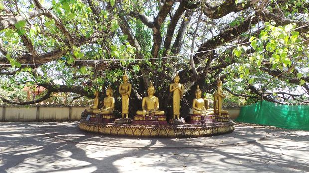 Pohon bodhi dan patung Buddha (Masaul/detikTravel)