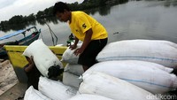 Pekerja memindahkan rumput laut ke atas truk.