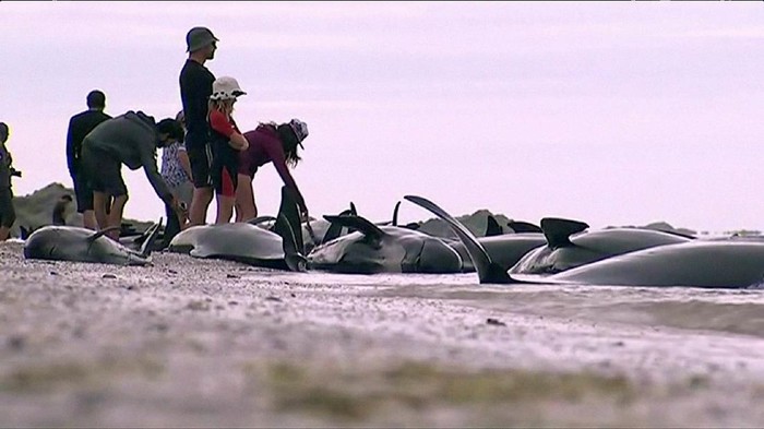 People stand next to stranded pilot whales seen in the water on the beach in Golden Bay, New Zealand after one of the countrys largest recorded mass whale strandings on Friday, in this still frame taken from video released February 10, 2017. TV NZ/TV3 (NEW ZEALAND) via REUTERS TV   ATTENTION EDITORS - NO ACCESS NEW ZEALAND. NO ACCESS NEW ZEALAND INTERNET SITES / ANY INTERNET SITE OF ANY NEW ZEALAND OR AUSTRALIAN BASED MEDIA ORGANISATIONS OR MOBILE PLATFORMS. THIS IMAGE HAS BEEN PROVIDED BY A THIRD PARTY. EDITORIAL USE ONLY. NO RESALES. NO ARCHIVE. NEW ZEALAND OUT. NO COMMERCIAL OR EDITORIAL SALES IN NEW ZEALAND. AUSTRALIA OUT. NO COMMERCIAL OR EDITORIAL SALES IN AUSTRALIA.