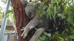 Ketemu Darwin, Si Tukang Tidur dari Australia