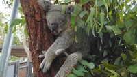 Koala bisa tidur sangat lama bukannya tanpa alasan. Itu karena mereka harus mencerna makanan favorit yang mereka konsumsi, yaitu Daun Eucalyptus. Daun eucalyptus sendiri memiliki tingkat energi yang rendah dan juga sulit dicerna koala (Wahyu/detikTravel)