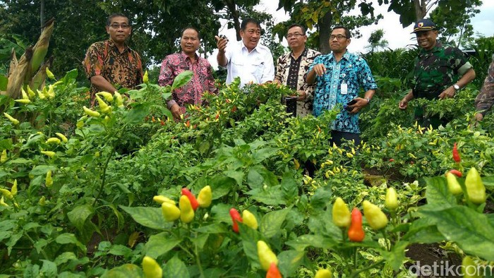 1.407 Hektar Lahan Cabai Rawit di Tuban Siap Panen