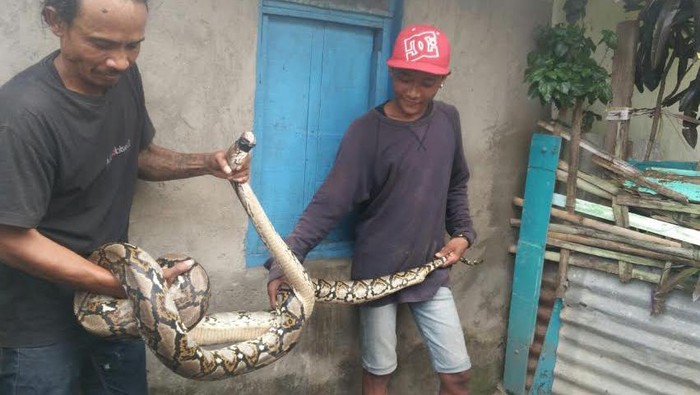 Ular 4 Meter Ditemukan Warga di Bulak Cumpat