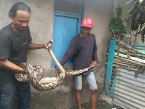 Ular 4 Meter Ditemukan Warga di Bulak Cumpat