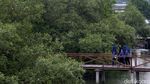 Wisata Hutan Mangrove Pal Jaya
