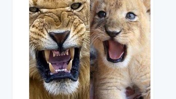 Kemarin mengaum begitu garang, kini laksana cuma anak macan. Leicester baru saja dikalahkan Swansea 2-0. Foto: Istimewa