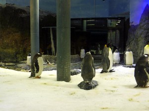 Bertemu Kawanan Penguin Lucu di SEA LIFE Sydney