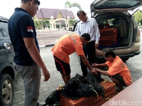 Polres Bengkalis Gagalkan Penyelundupan 89 Trenggiling ke Malaysia