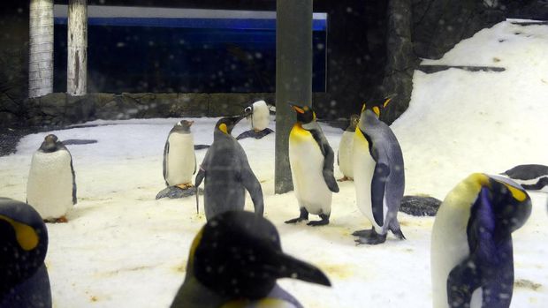 Penguin-penguin lucu di SEA Life Sydney (Wahyu/detikTravel)