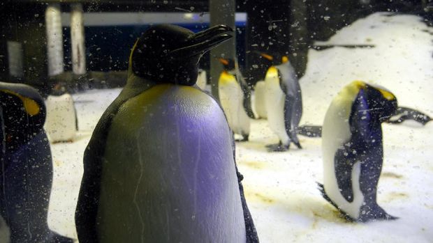 Sekawanan penguin lucu di dalam akuarium SEA LIFE Sydney (Wahyu/detikTravel)