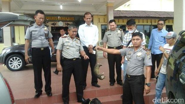 Polres Bengkalis Gagalkan Penyelundupan 89 Trenggiling ke Malaysia