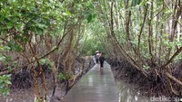 Liburan ke Pulau Bali tidak harus wisata ke pantai. Di Denpasar ada wisata hutan mangrove yang bisa jadi destinasi alternatif sarat edukasi. Namanya Hutan Bakau Bali atau disebut juga Hutan Mangrove Bali Selatan (Zainal/detikTravel)
