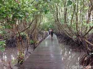 Hutan Mangrove Bali, Alternatif Wisata Sarat Edukasi di Denpasar