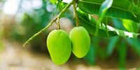 Peneliti China Tanam Mangga di Luar Angkasa