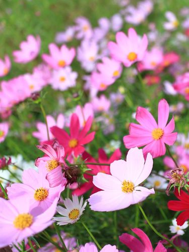 Selain Mawar, 4 Bunga Ini Bisa Jadi Opsi Hadiah Valentine