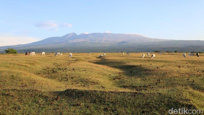 Panorama Savana di Gunung Tambora Panorama Savana di Gunung Tambora