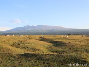 Begini Padatnya Acara 17-an di Gunung Tambora